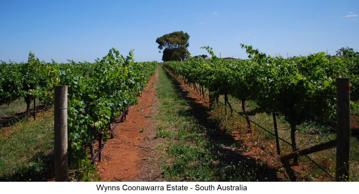 Terra Rossa - Weinberg - Wynn South Australia