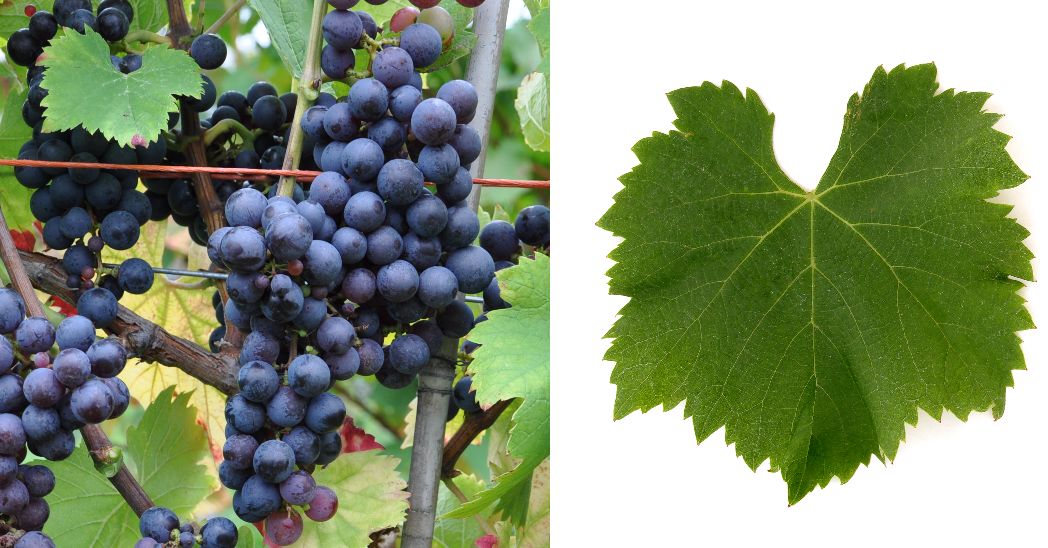 Negru Virtos - Weintraube und Blatt