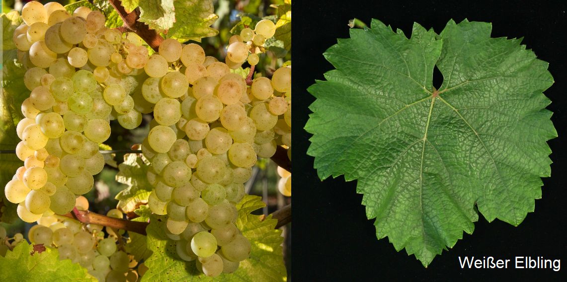Weißer Elbling - Weintraube und Blatt