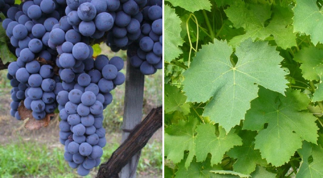 Aglianico - Weintraube und Blatt