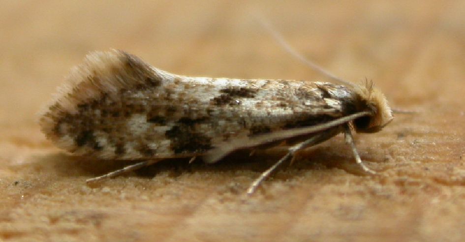 Cork Moth | wein.plus Lexicon