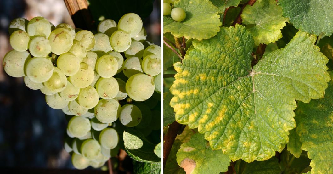 Heide (Savagnin Blanc) = Traminer - Weintraube und Blatt