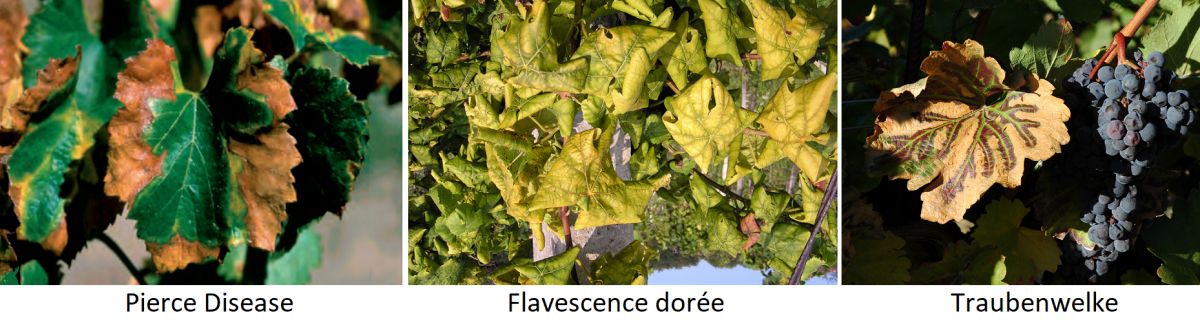 Rebstock-Feinde - Pilze: Pierce Disease, Flavescence dorée, Traubenwelke