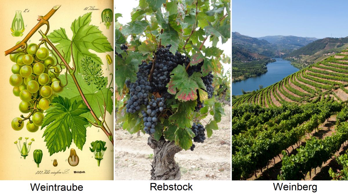 Weinrebe - Weintraube, Rebstock und Weinberg
