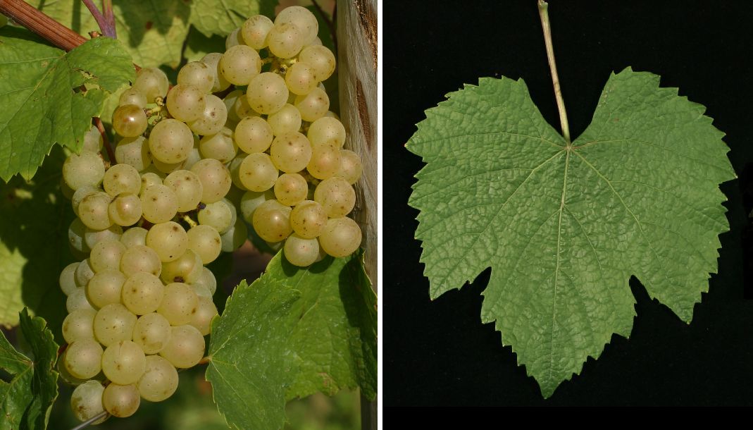 Auxerrois - Weintraube und Blatt