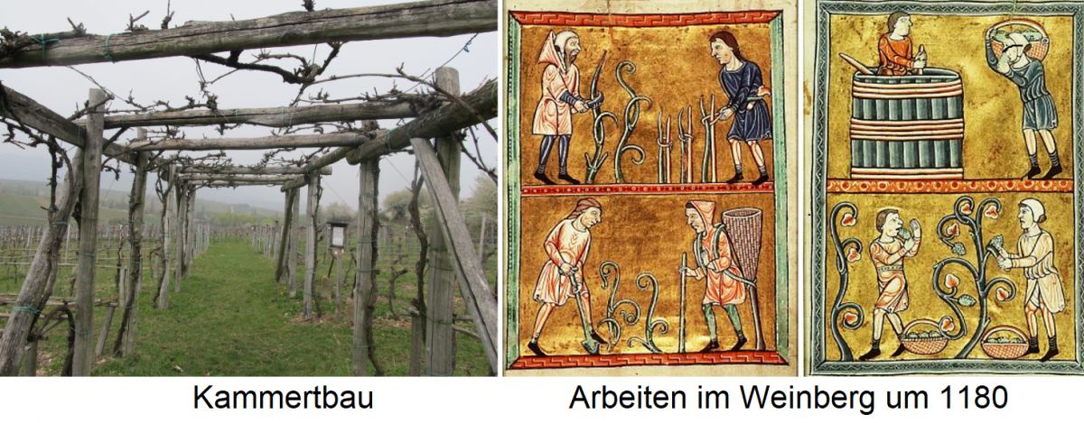 Erziehungsform - Kammertbau und Arbeiten im Weinberg um 1180
