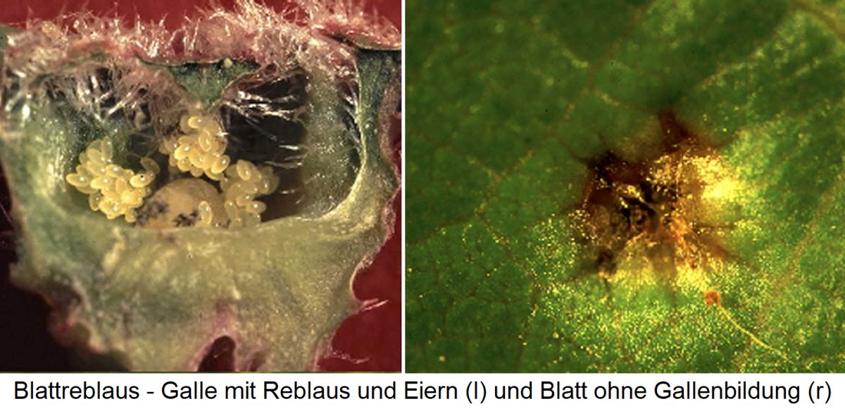 Resistenz Blattreblaus - Galle mit Reblaus und Eiern und Blatt ohne Gallenbildung