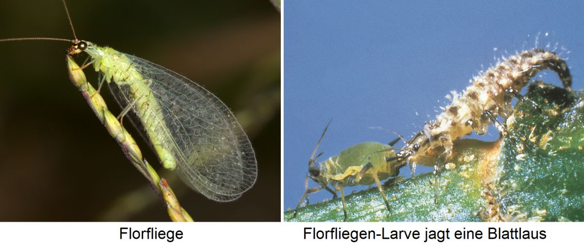 Florfliege - Insekt und Larve auf Blattlausjagd