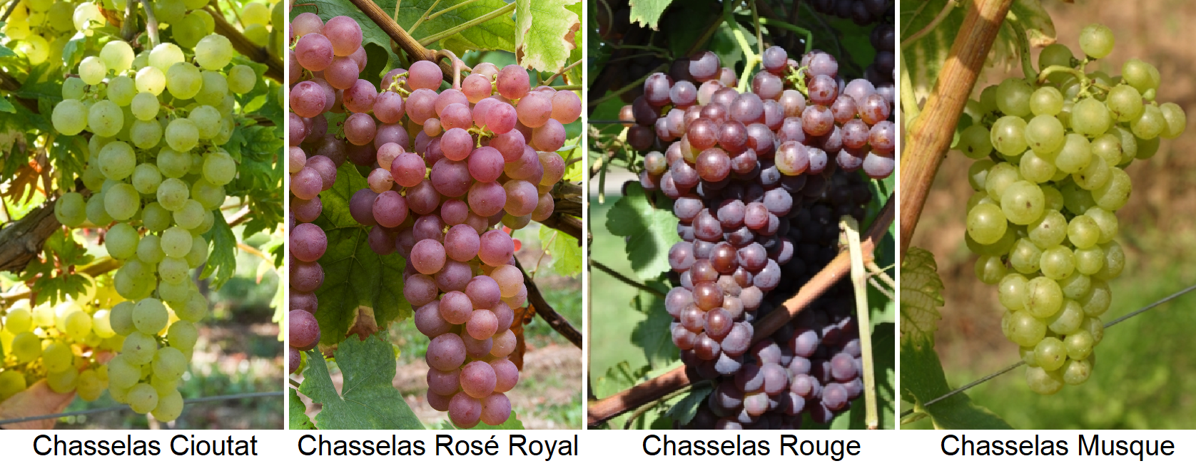 Chasselas | wein.plus Wine Lexicon