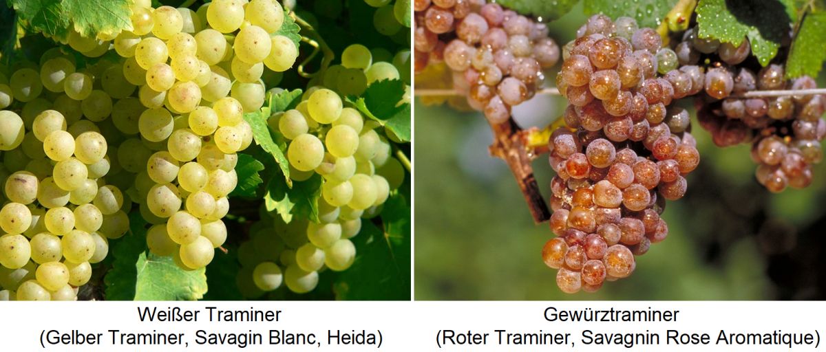 Traminer - Weißer/Gelber Traminer (Savagnin Blanc) und Gewürztraminer