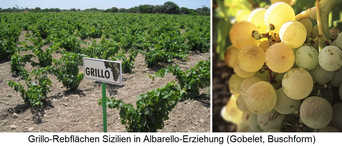 Grillo - Rebflächen auf Sizilien in Albarello-Erziehung und Weintraube