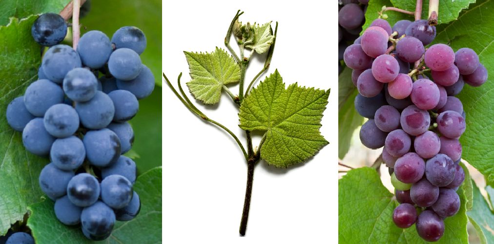 Isabella - Weintraube blau, Blatt, Weintraube violett