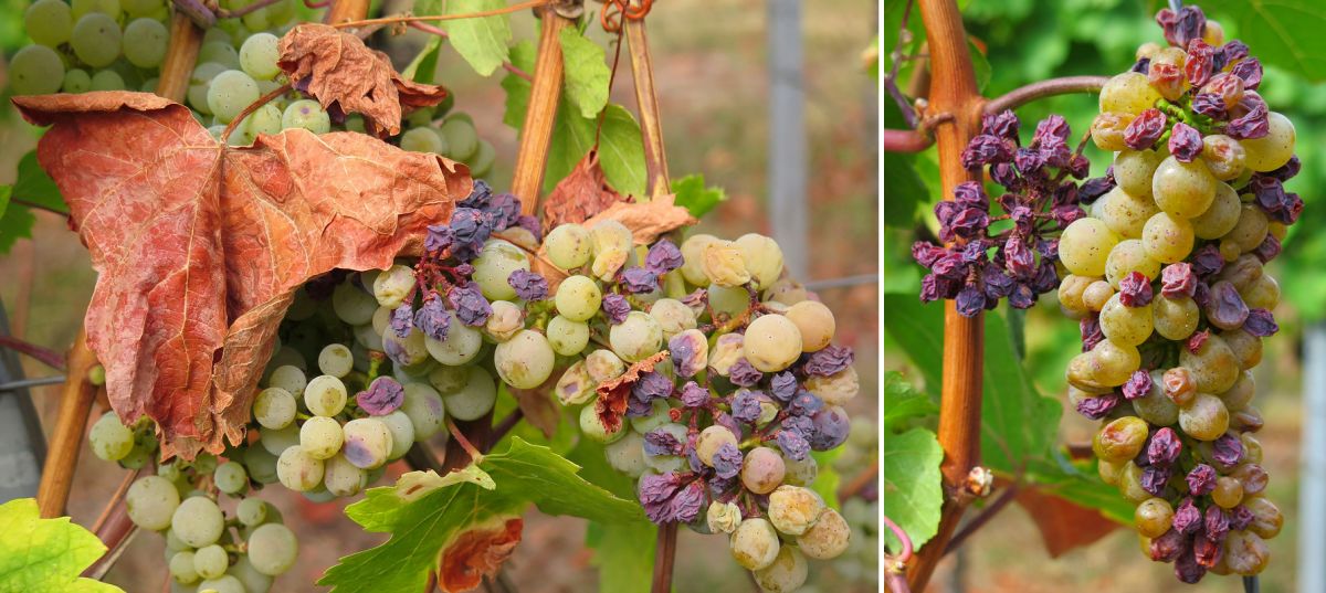Hitzestress - Weintrauben und Blätter