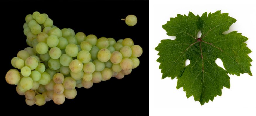 Neoplanta - Weintraube und Blatt