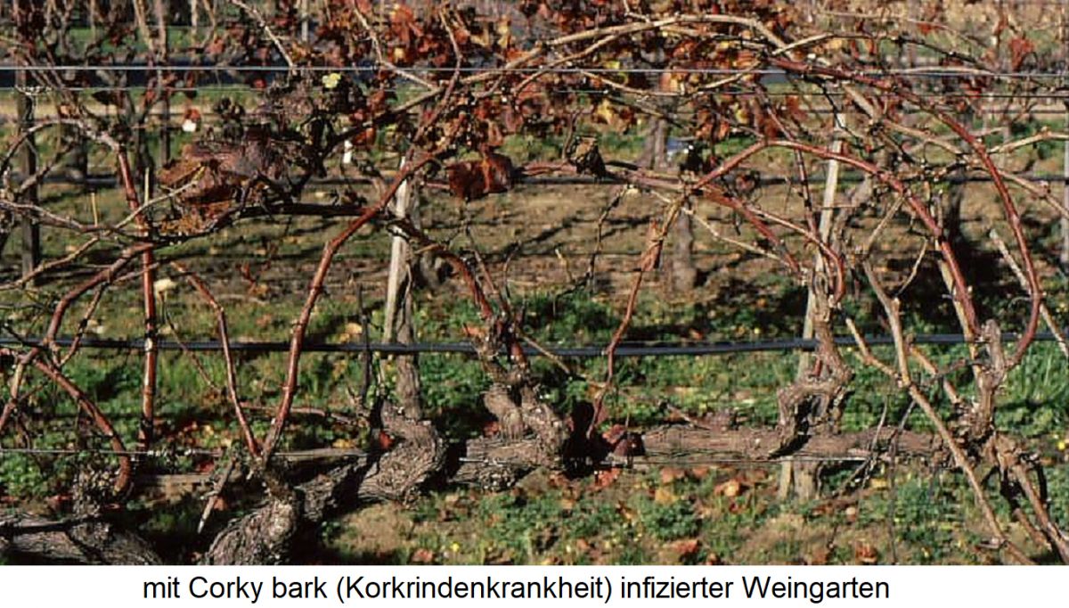  Rugose Wood-Complex - mit Corky bark (Korkrindenkrankheit) infizierter Weingarten