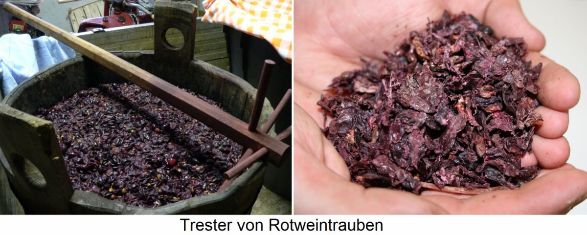 Trester von Rotweintrauben - im Bottich und eine Handvoll