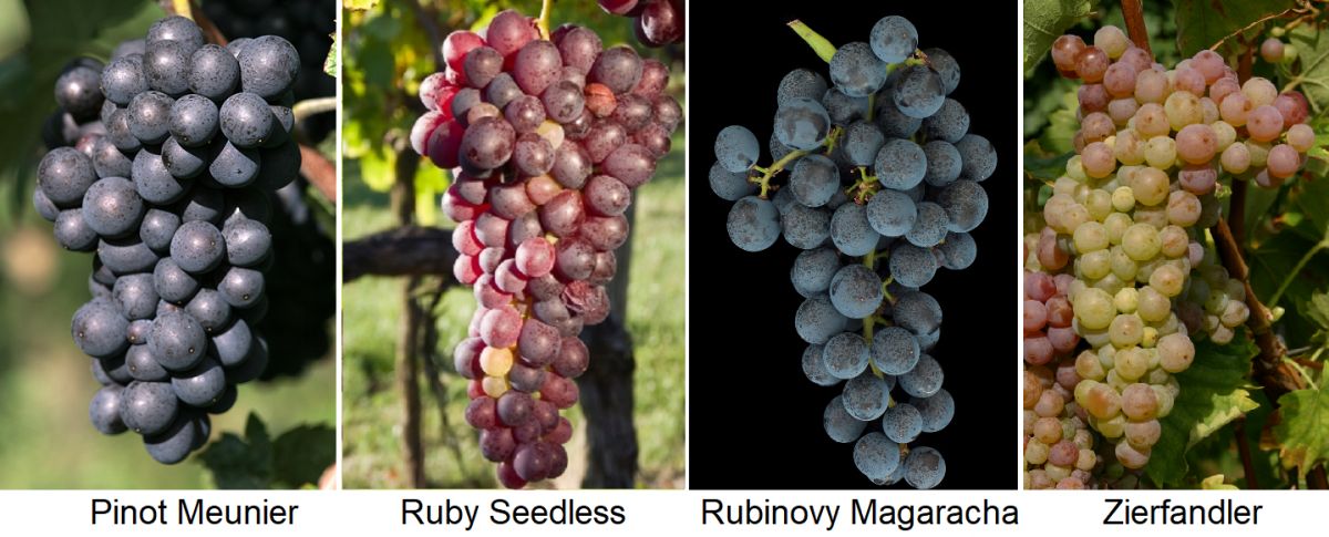 Rubin - Pinot Meunier, Ruby Seedless, Rubinovy Magaracha, Zierfandler