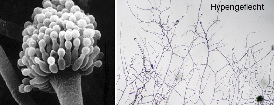 Aspergillus - Pilz und Hypengeflecht