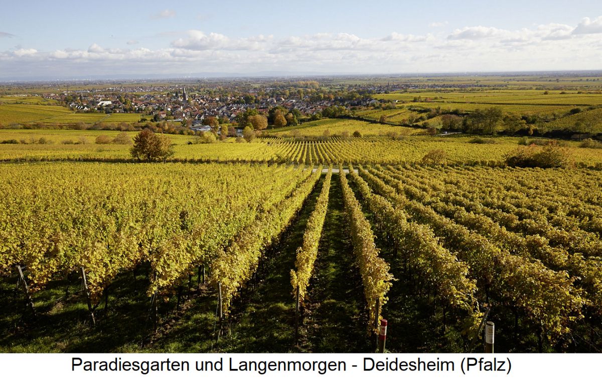 Paradiesgarten - Paradiesgarten und Langenmorgen - Deidesheim (Pfalz)