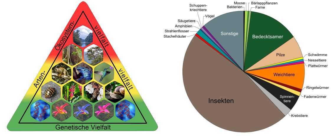 Biodiversität - 2 Graphiken