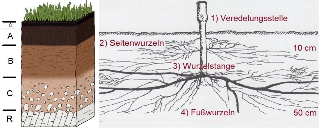 Bodentyp - Bodenhorizonte und Rebstock-Wurzelbereich