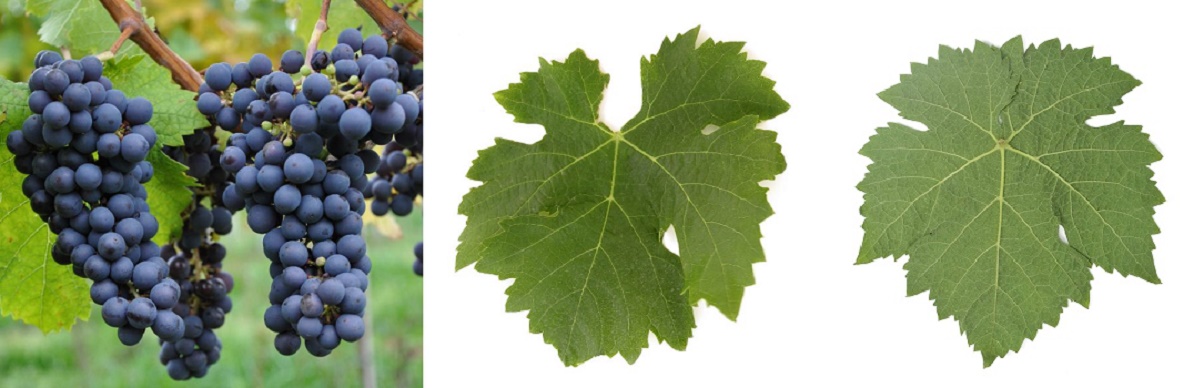 Cabernet Franc - Weintraube und Blatt