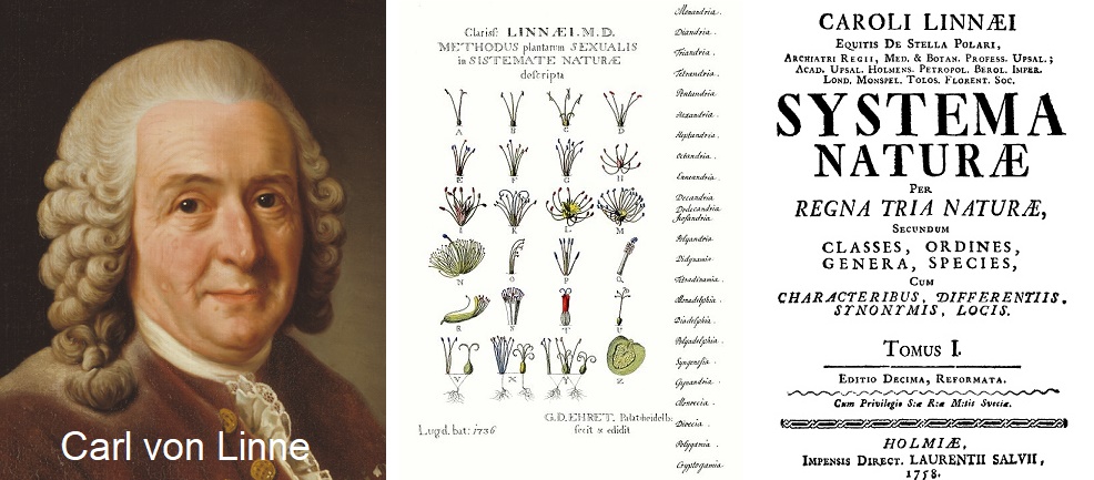 Carl von Linne - Index Systema Naturae