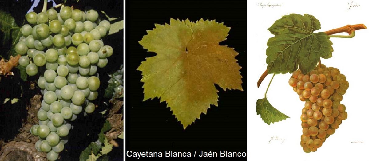 Cayetana Blanca - Weintraube, Blatt und Graphik von Traube
