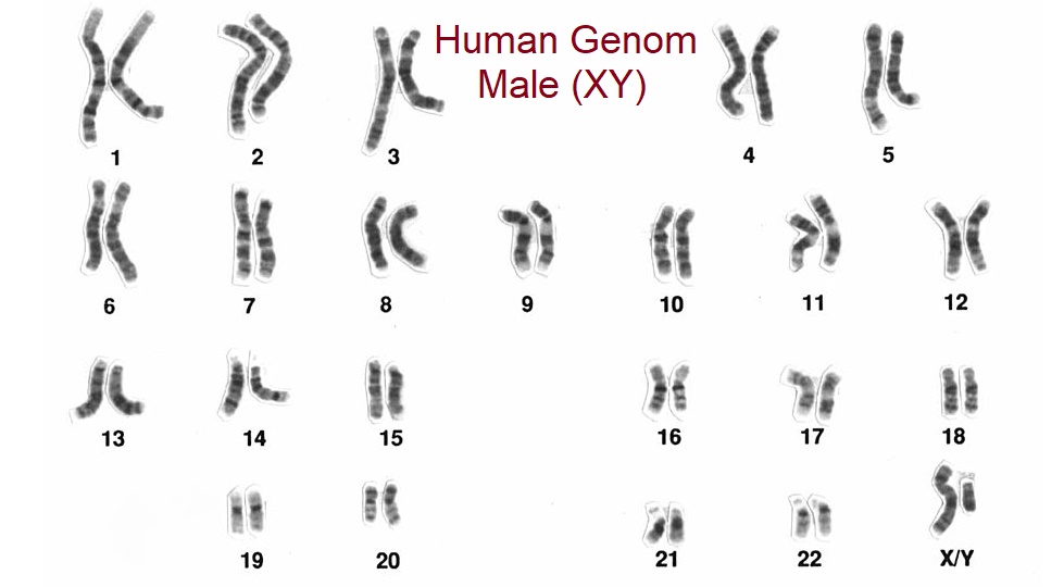 Chromosom - Human Genom Male (Mann)