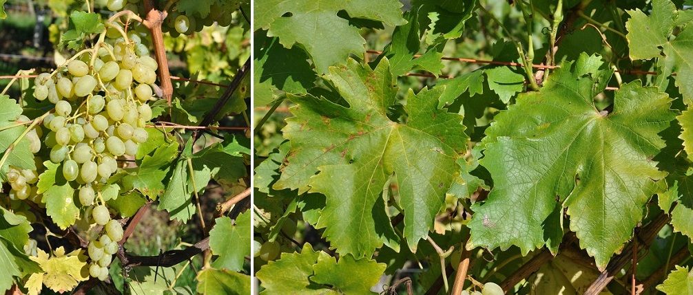 Danuta - Traube und Blatt