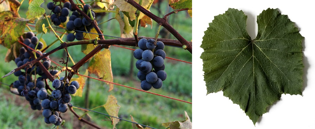 Eaton - Weintrauben und Blatt