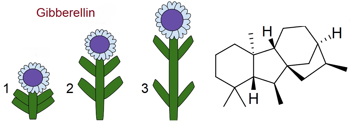 Gibberelline - Wachstum 1 bis 3, Formel