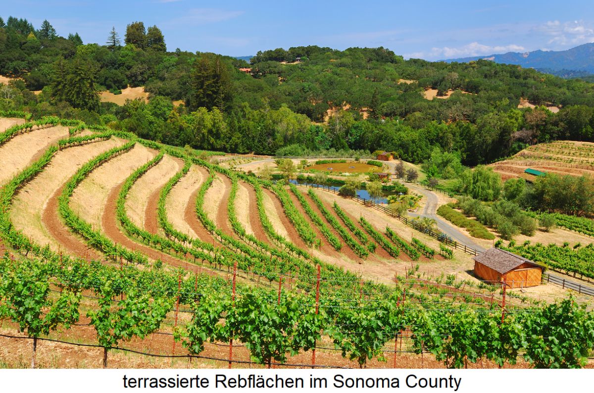 Kalifornien - terrassierte Weinberge im Sonoma County