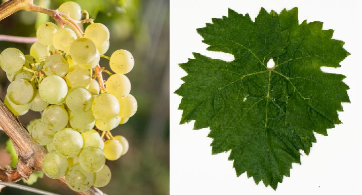 Krkošija - Weintraube und Blatt