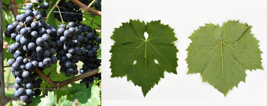 Lagrein - Weintraube und Blatt