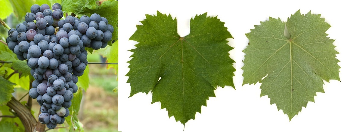 Monastrell - Grape and Leaf