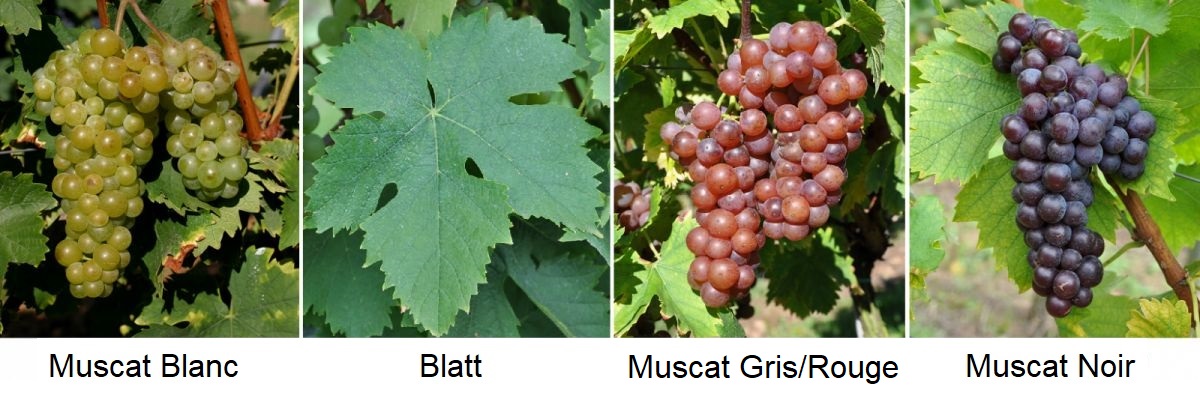 Muscat Blanc - Traube Muscat Blanc, Blatt, Trauben Muscat Gris/Rouge und Muscat Noir