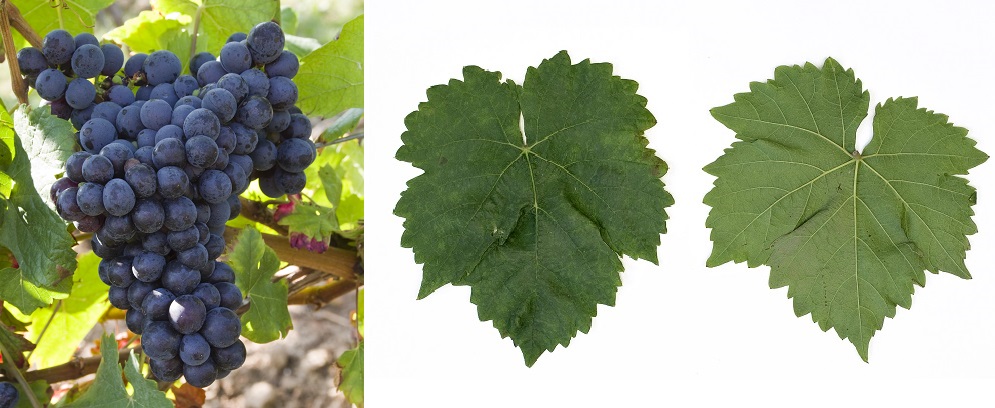 Negru Aromat - Weintraube und Blatt