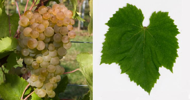 Nimrang Magaracha - Weintraube und Blatt