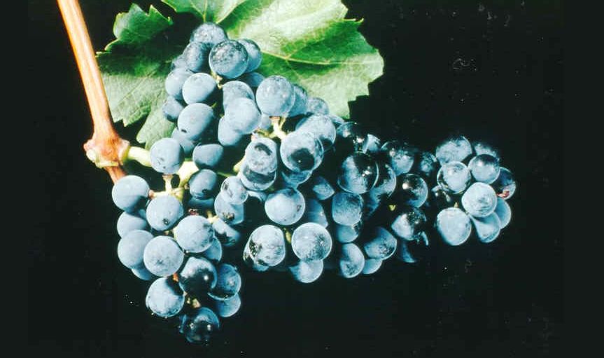 Rubienne - Weintraube und Blatt