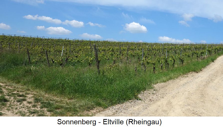 Sonnenberg - Eltville (Rheingau)