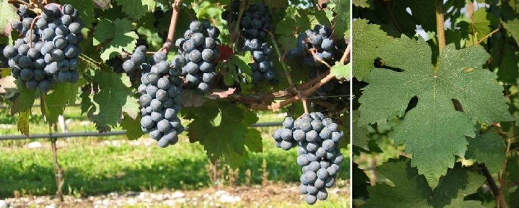 Tintoria lloyd - Weintrauben und Blatt