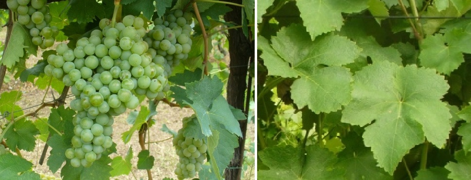 Verduschia - Weintraube und Blatt