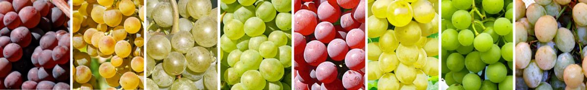Weinweinsorte - 8 verschiedene Beerenfarben